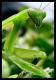 mantis